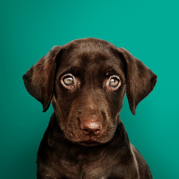 Adorable chocolate retrato de Labrador Retriever