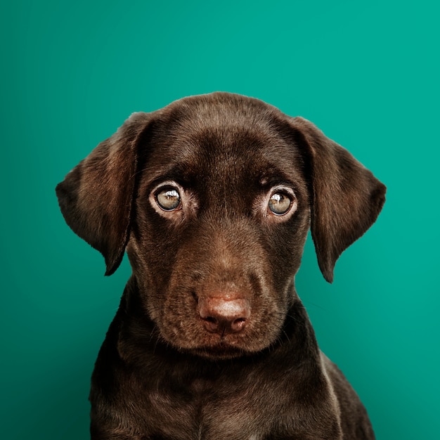 Adorable chocolate retrato de Labrador Retriever