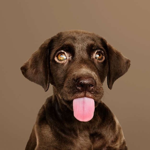 Foto gratuita adorable chocolate retrato de labrador retriever