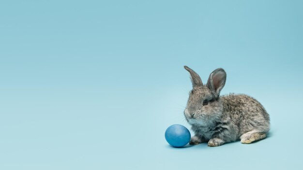 Adorable conejito de Pascua aislado en la pared azul del estudio