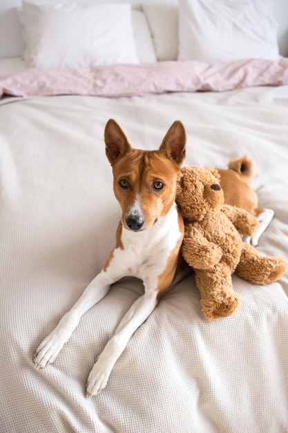 Adorable y dulce, pequeño cachorro de raza basenji se acuesta en la cama con sábanas rosas, se abraza junto con un oso de peluche marrón