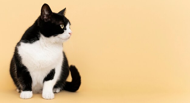 Adorable gatito blanco y negro con pared monocromática detrás de ella