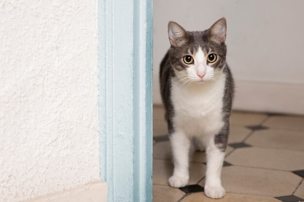 Adorable gatito doméstico con espacio de copia