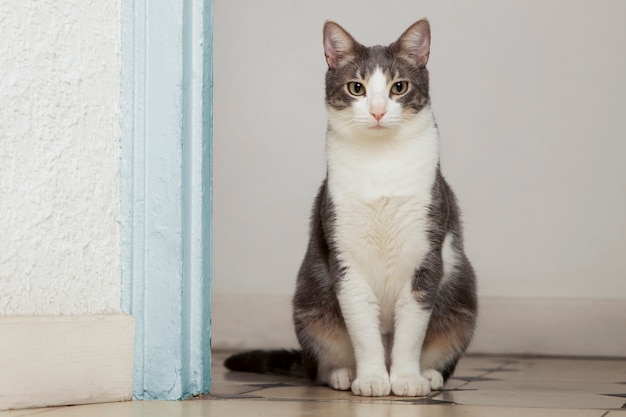 Foto gratuita adorable gatito doméstico con espacio de copia