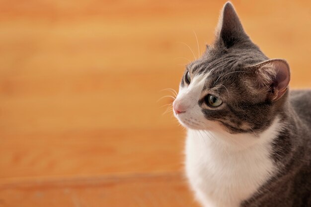 Adorable gatito doméstico con espacio de copia