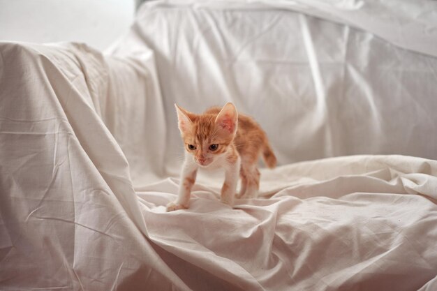 Adorable gatito doméstico sentado en un sofá cubierto con una sábana blanca