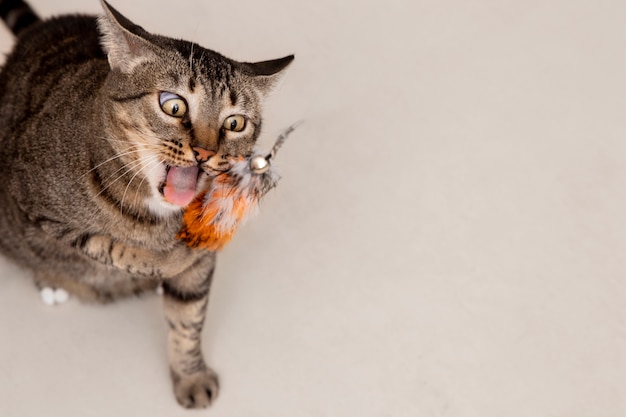 Foto gratuita adorable gatito siendo juguetón