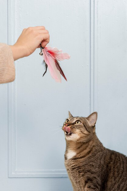 Adorable gatito siendo juguetón