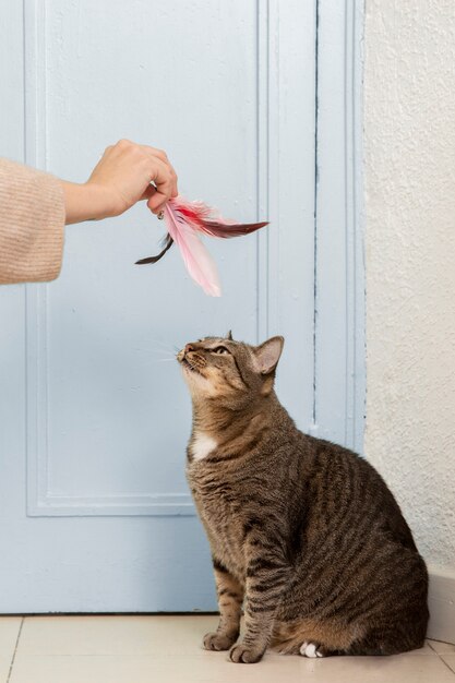 Adorable gatito siendo juguetón