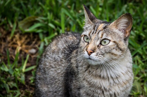 Adorable gato gris con patrones y ojos verdes.