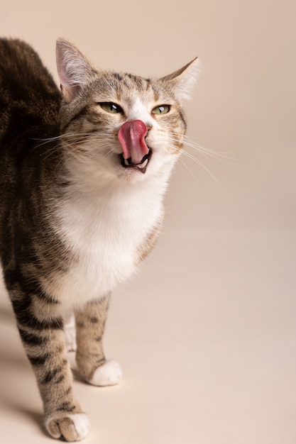 Foto gratuita adorable gato lamiéndose la boca después de comer