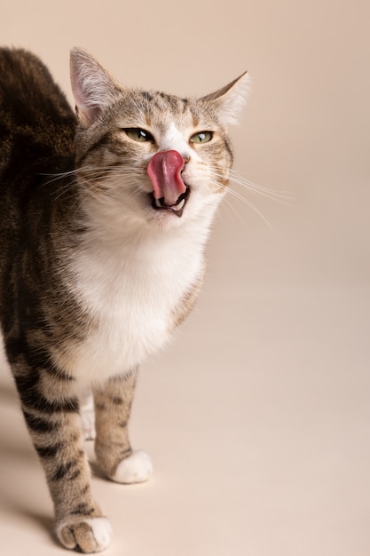 Adorable gato lamiéndose la boca después de comer