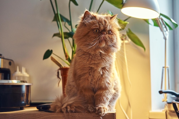 El adorable gato persa está sentado en la mesa debajo de la lámpara.