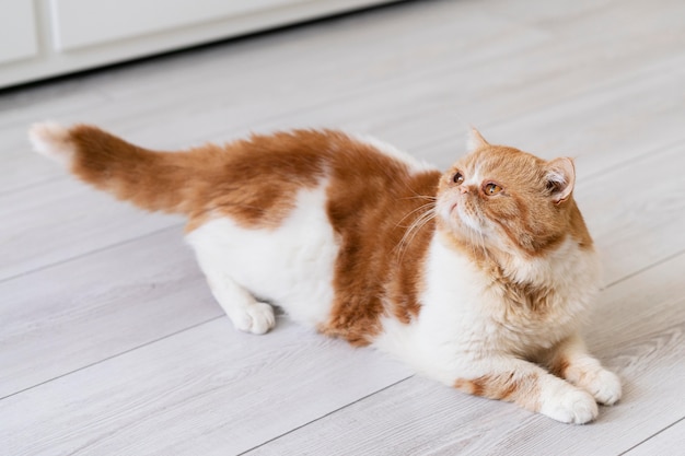 Adorable gato tendido en el suelo