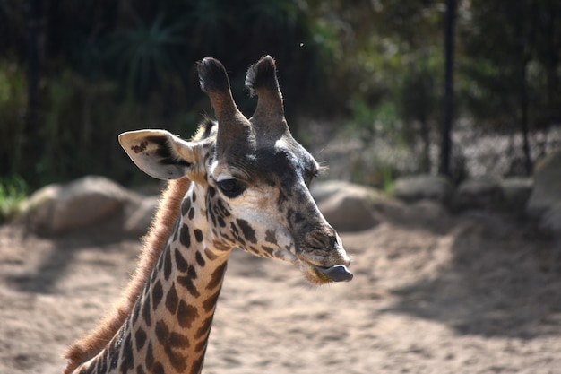 Adorable jirafa nubia sacando la lengua