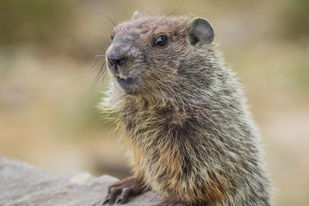 Adorable joven marmota (Marmota Monax) closeup