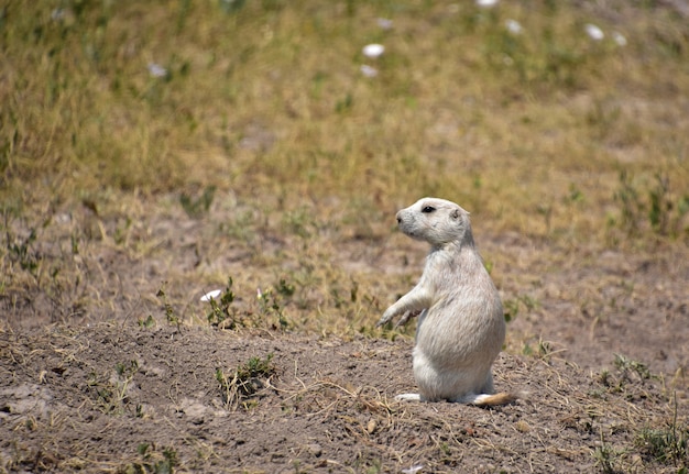 Adorable joven perrito de las praderas blanco sentado sobre sus patas traseras.