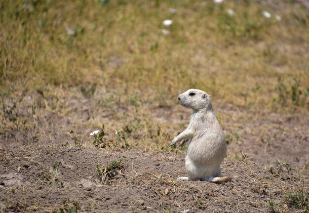 Adorable joven perrito de las praderas blanco sentado sobre sus patas traseras.