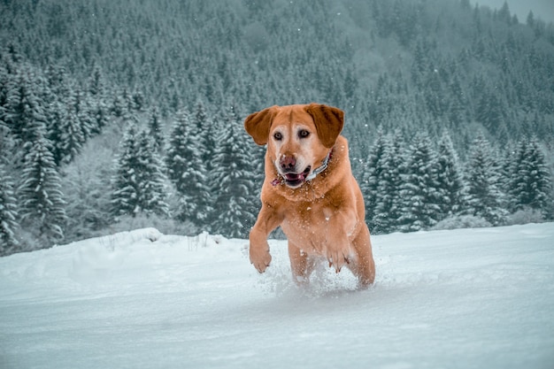 Adorable labrador retriever corriendo en una zona nevada rodeada por una gran cantidad de abetos verdes