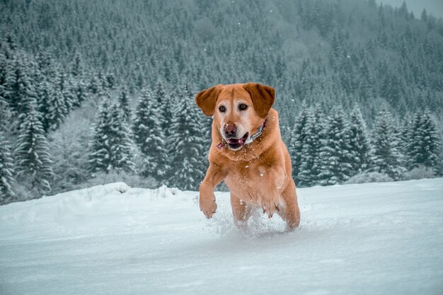 Adorable Labrador retriever corriendo en una zona nevada rodeada por una gran cantidad de abetos verdes