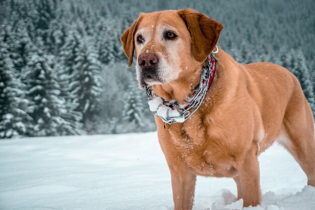 Adorable Labrador retriever de pie en una zona nevada rodeada de abetos