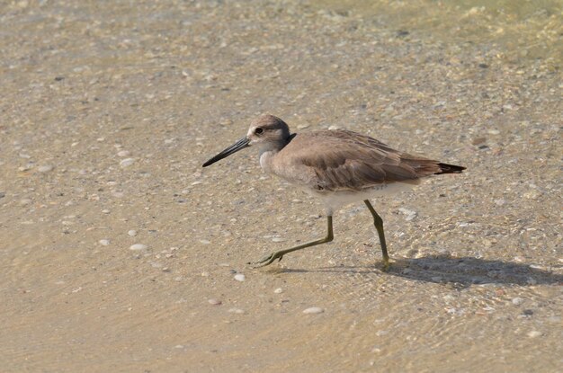 Adorable lavandera caminando en aguas poco profundas en Florida.