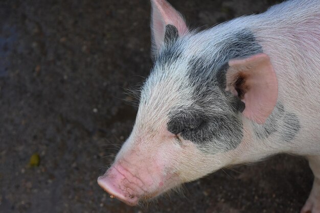 Adorable lechón blanco y negro con hocico y orejas rosas.