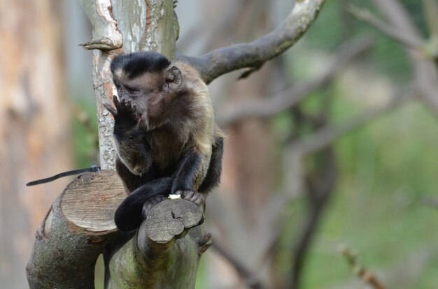 Adorable mono capuchino copetudo picoteando en un árbol.