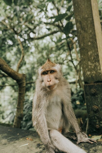 Adorable mono macaco de Berbería peludo sentado sobre una piedra en la selva en Bali
