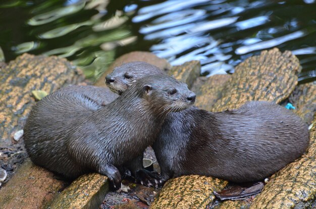 Adorable par de abrazos nutrias de río sentados juntos en un puente de troncos.