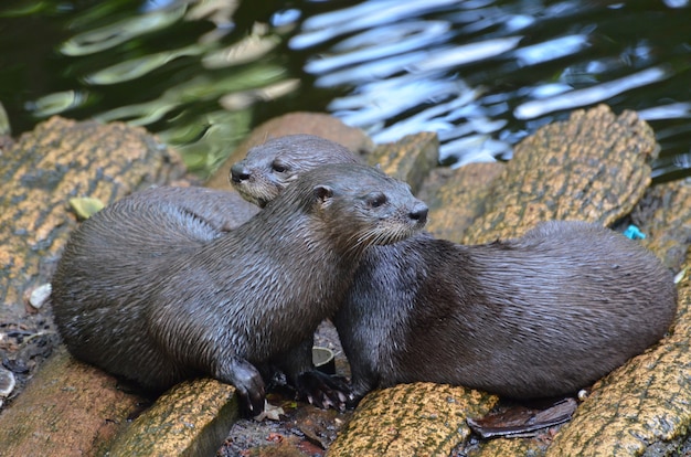 Adorable par de abrazos nutrias de río sentados juntos en un puente de troncos.