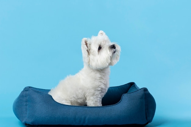 Adorable perrito blanco aislado en azul