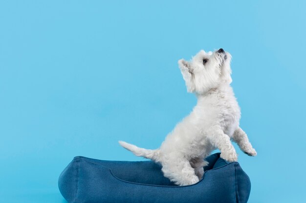 Adorable perrito blanco aislado en azul