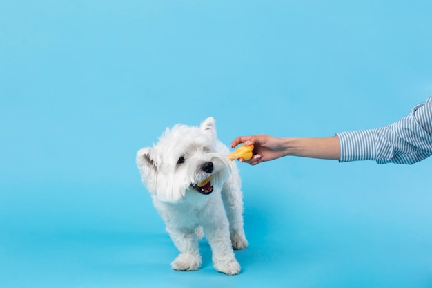 Foto gratuita adorable perrito blanco aislado en azul