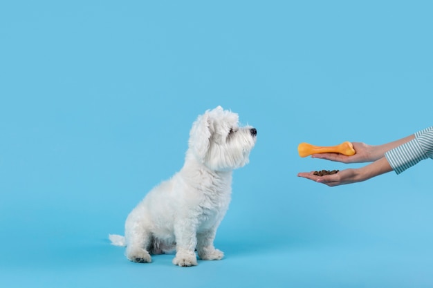 Adorable perrito blanco aislado en azul