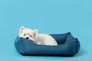 Foto gratuita adorable perrito blanco