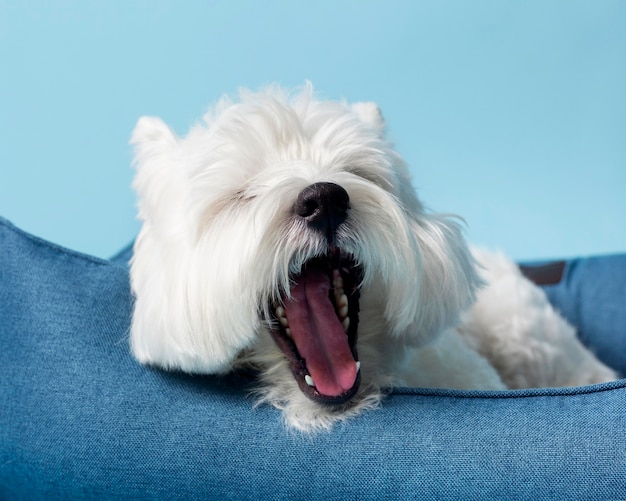 Adorable perrito blanco