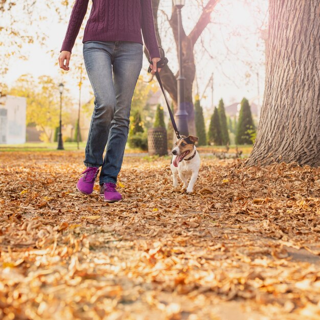 Adorable perrito caminando en el parque