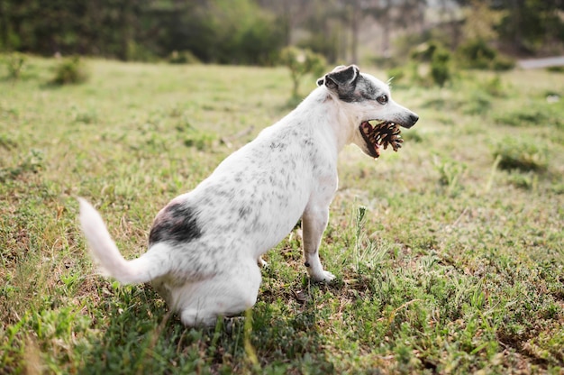 Adorable perrito disfrutando de caminar en el parque