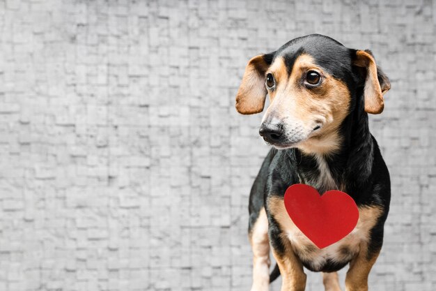 Adorable perrito con espacio de copia