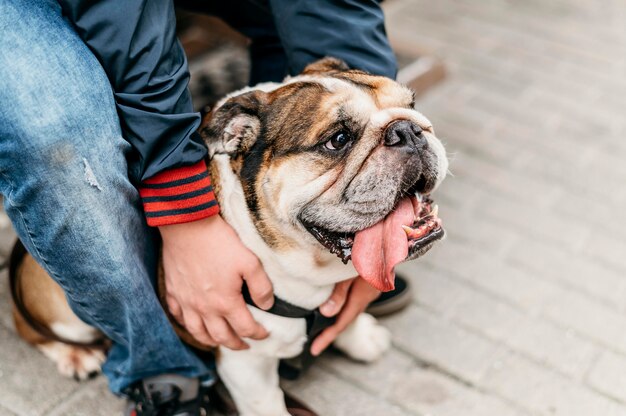 Adorable perrito a pasear