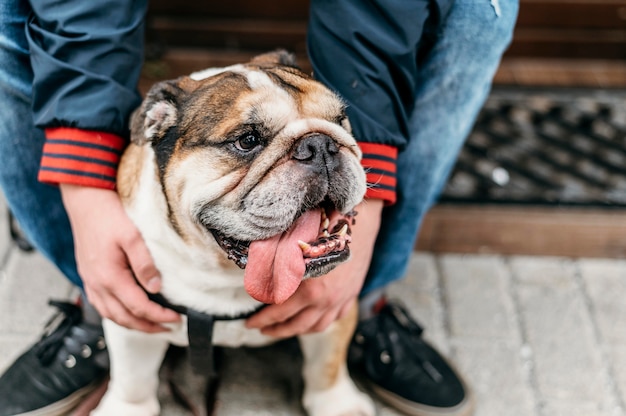 Adorable perrito a pasear