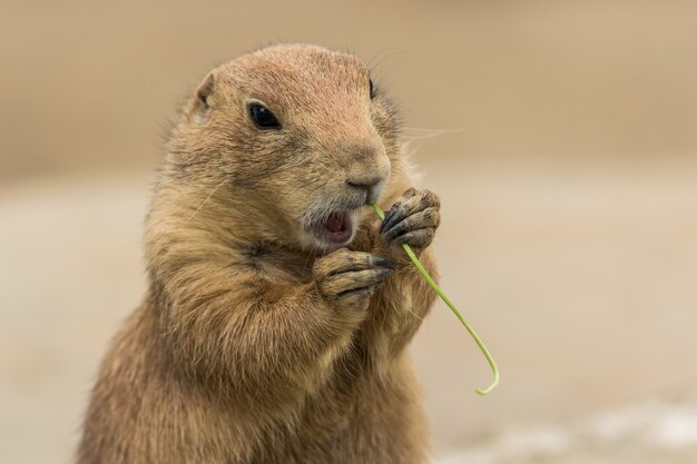 Adorable perrito de las praderas de cola negra comiendo una planta