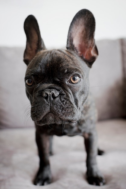 Adorable perrito retrato