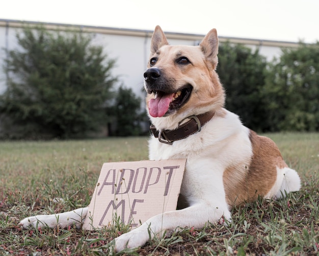 Adorable perro con adopteme banner