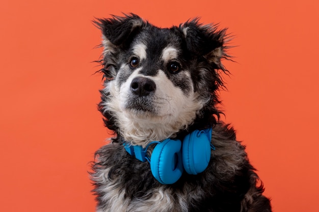 Adorable perro con auriculares en el cuello