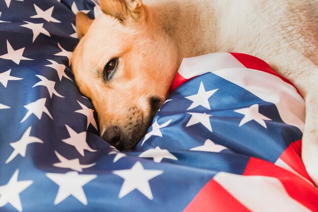 Adorable perro en bandera americana