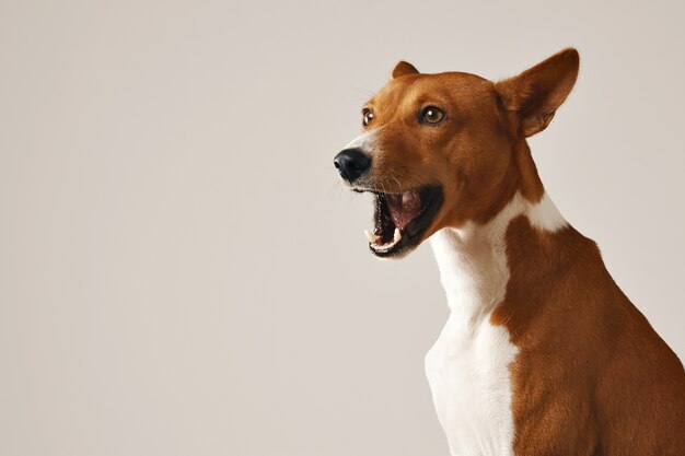 Adorable perro basenji bostezando o hablando aislado en blanco