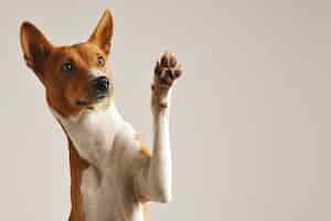 Foto gratuita adorable perro basenji marrón y blanco sonriendo y dando un máximo de cinco aislado en blanco