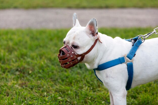 Adorable perro beige con bozal al aire libre